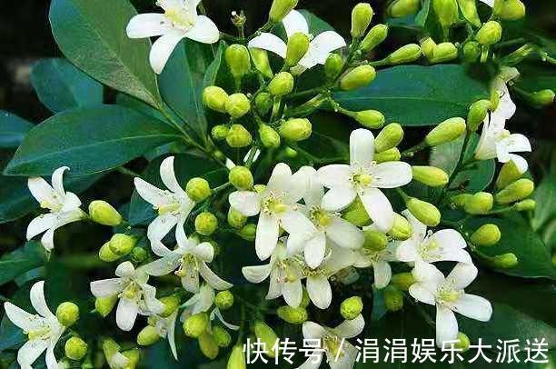 满屋|此花香气袭人,放阳台、放卧室、放卫生间,放哪儿都会满屋飘香!