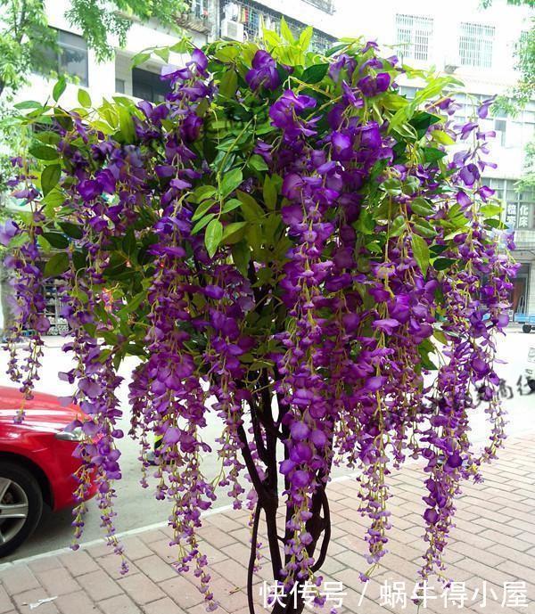此3种花 花多易爆盆 春天只要种上1种 家里变成大花园 粉紫色