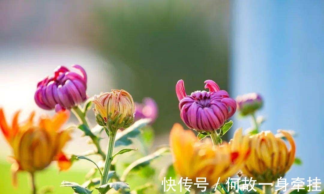 6种漂亮花“不吉利”,讲究人一般不养,但是太漂亮,看着就喜欢