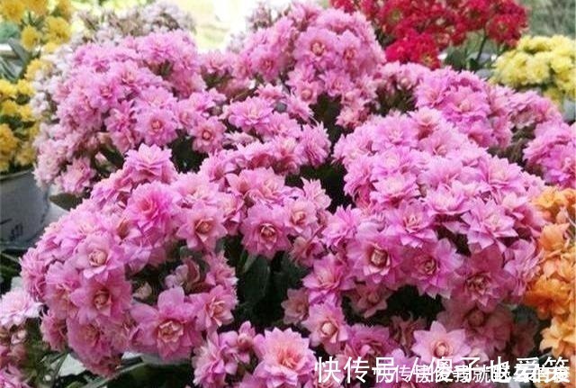 花芽|4种花，要一边长一边掐，越掐枝越多，花量成倍翻，开花密密麻麻！