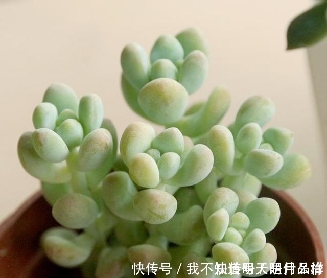 3款“爱哭鼻子”的多肉植物，名字很凄美，出了状态确让人很陶醉