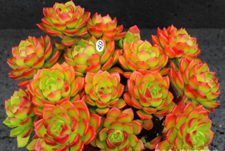 多肉胧月和蒂亚都适合新手,但一个特别好养,一个难上色却颜值高