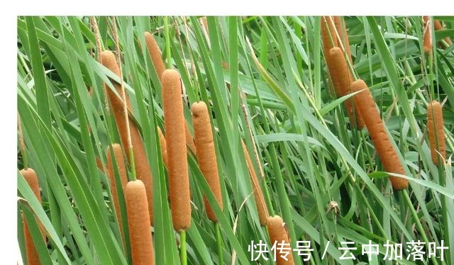 香蒲棒像一根根“火腿肠”,生活中有3大价值,很多人不知道!