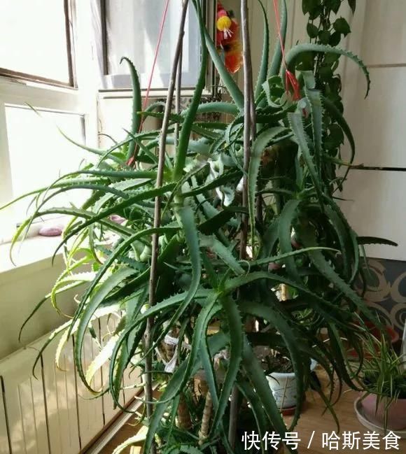 10年芦荟老桩,做成盆景超级好看,观赏价值特别高