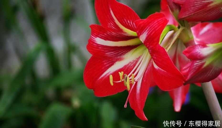 徒长|朱顶红没有光照能开花吗?缺光会发生什么不良反应?