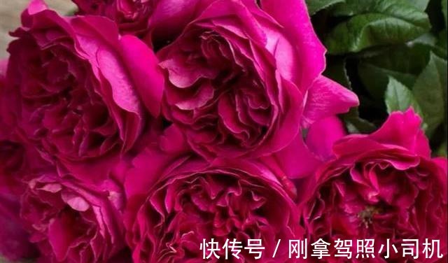 比较受欢迎的10款进口玫瑰花,一直都供不应求,你粉了吗