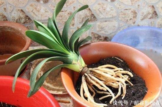 “生根剂”不用买,路边捡“1块它”,往花盆里放,30天冒白根!