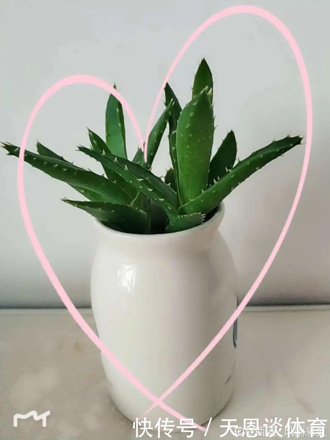 烂根|最难养的7种花，丢水里反而蹭蹭长，根系长满瓶！