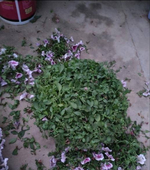 漂亮|4种漂亮花,开完花剪一波,旁边冒侧芽,下一茬花更多