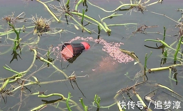 饵料|冬季钓鲫鱼，注意这些鲜为人知的细节，距离爆护怕是不会远了！