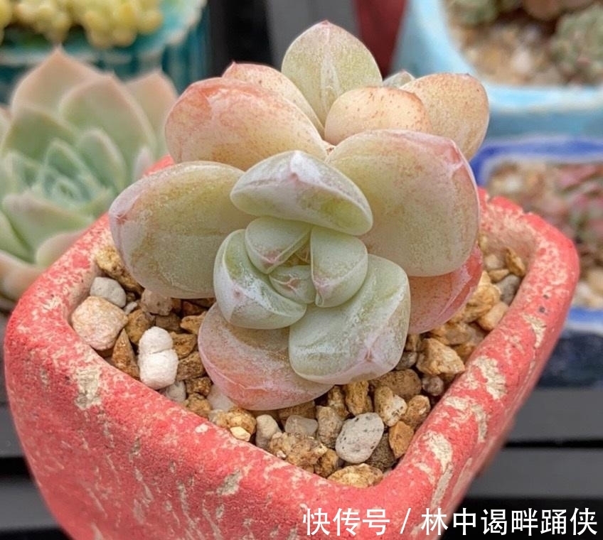 多肉|一入“肉坑”深似海,养多肉不能着急,慢慢养,多肉才不会死