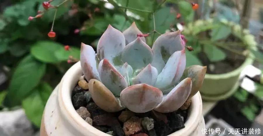 南北方多肉植物越冬,做好以下几点轻松搞定