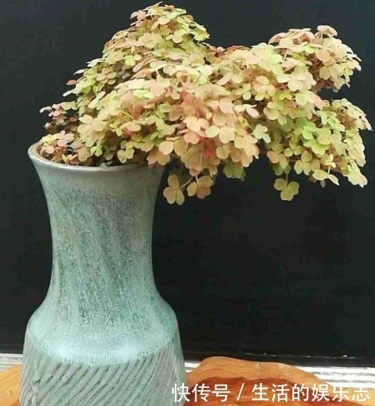 酢浆草|原来酢浆草这么好看啊,做成盆景真的太美了!我还是第一次见呢!