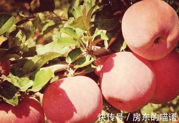 双莲!七律 夕阳照红枫(外四首)