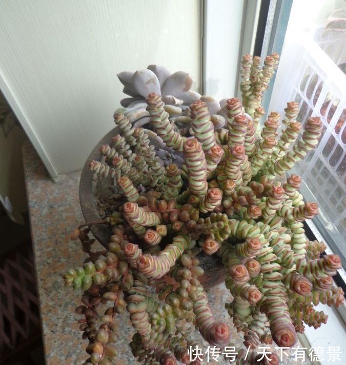 2种很好养的多肉,很皮实很好活,颜色和形状都美,越养越多