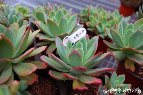 火莲花|这种多肉鲜艳漂亮,而且容易养出老桩缀化,适合新手