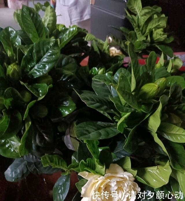 开花|最厉害的促花水,每个月给栀子茉莉喝一碗,顺利开花,香味浓