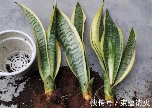 养花不会换盆,没经验就记住这些方法,换一盆旺一盆,零损伤