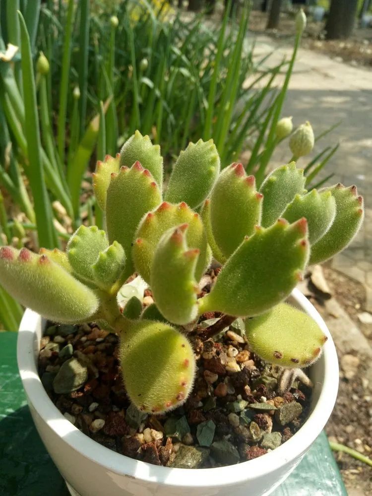 送瘟神,洒庭院,赏多肉,合家团聚话将来!