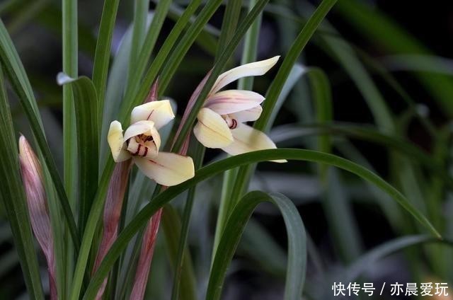 收藏|5大兰花的养护“技巧”,简单易学,抓紧收藏!