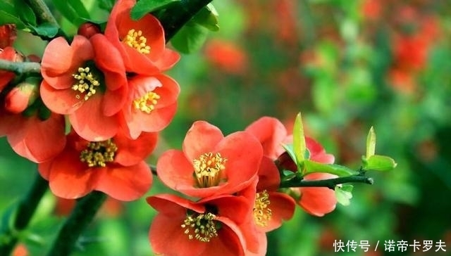 庭院栽种什么花卉树木比较好?