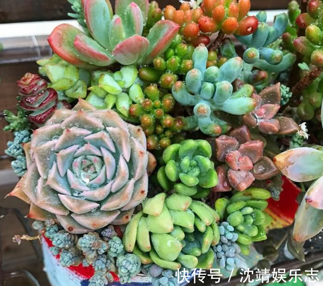 多肉一到夏天就死学会“5招”,安全度夏,叶片饱满,还爆盆了