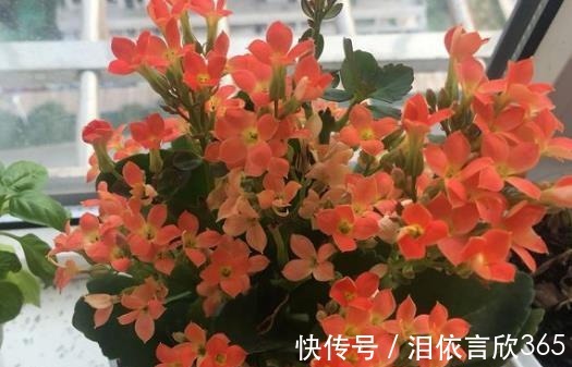 长寿|爷爷养长寿花,20天喂1勺“它”,花苞冒出来,开花200朵!