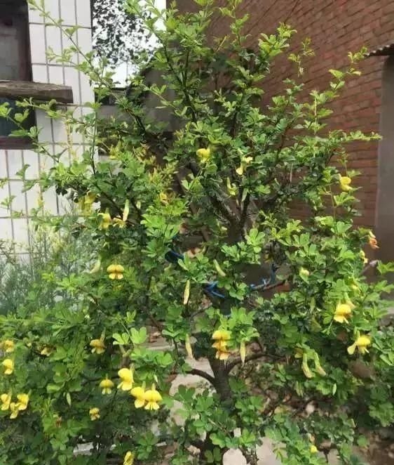 山里的1棵老树桩,挖出来种盆里,开花后,眼睛都看直了!