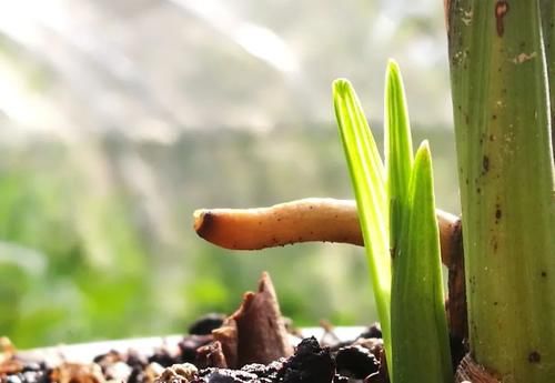 春分到，兰花施肥很重要，简单3步就能让兰花冒新芽