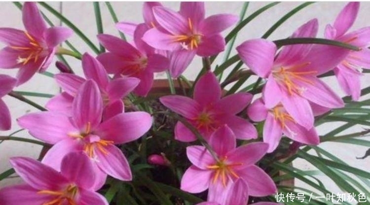 几款花卉好养易爆盆,冬季也能疯长不停,开花超漂亮的