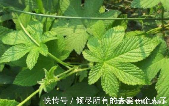 效果|农村常见的5样天然“抗癌王”，效果是蒲公英的100倍！别不当回事
