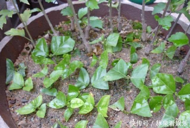杜鹃花|到了秋天只能扦插这4种花，剪根枝条能生根，来年开花香满屋