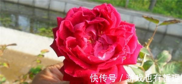 花朵|30个浓香月季品种,你喜欢哪一种养一棵满院飘香!