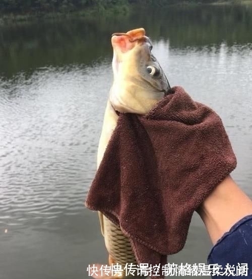 钩饵|都说顿口中鱼率高,为啥浮漂却出不来顿口怎样才能调出顿口