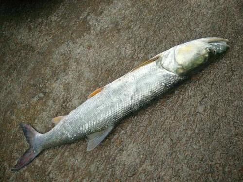 人称|人称“水中老虎”,鱼中的害群之马,肉质鲜美,5000块只能买90斤