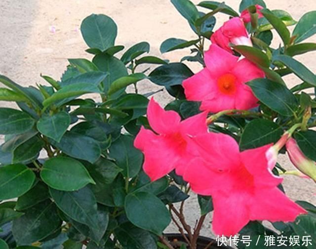 花盆里有虫子怎么办教你一招,让花盆内永远不生虫