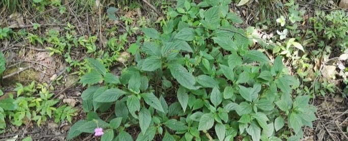 这种能续筋接骨的草药,长在路边,竟无人认得,中医,真的式微了