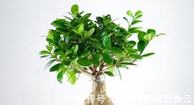 冬养小榕树,要想姿态美,几点管理一定要做对