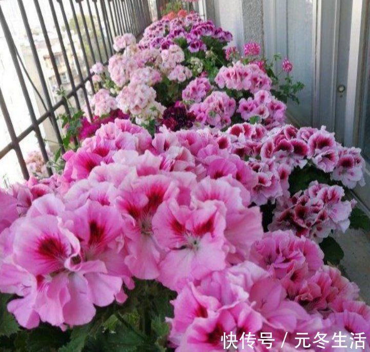 种花|超爱开花的5种花,一年四季开花不断,好养又漂亮,养100盆也不多