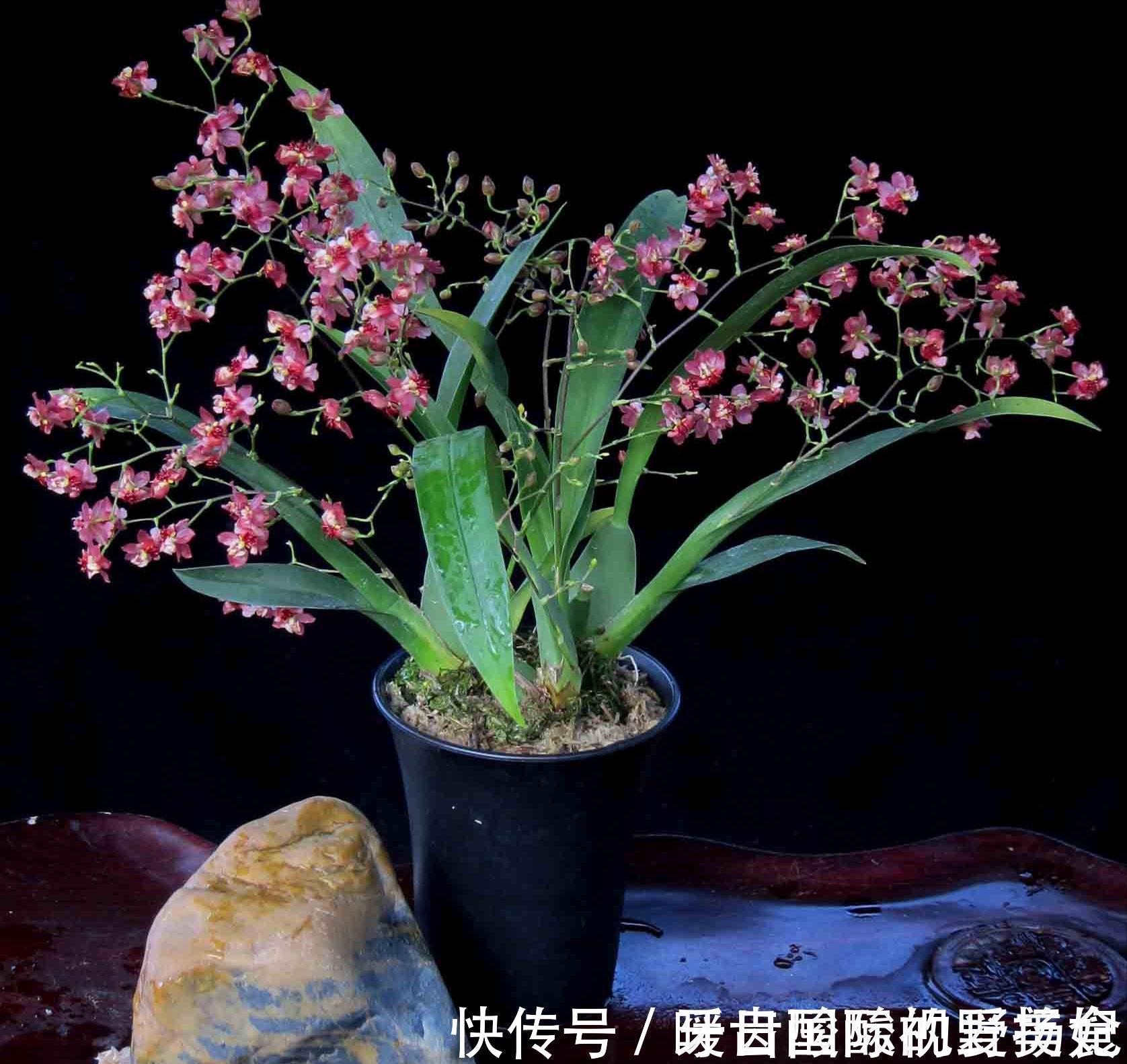 养护|6种“香水花”冬天不怕冷,越冷越香艳,雍容贵气,进屋染香气