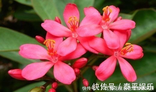 花卉|喜欢养护花卉,就选择花期长,花色艳,美丽漂亮能爆盆的5种花卉