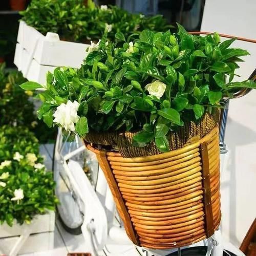 想让家里“病菌”少,就养五种植物,漂亮又好养!