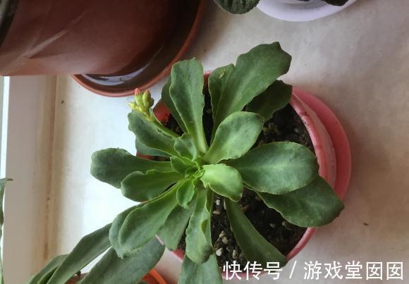 多肉露薇花,四季开花不停,你确定不养一盆