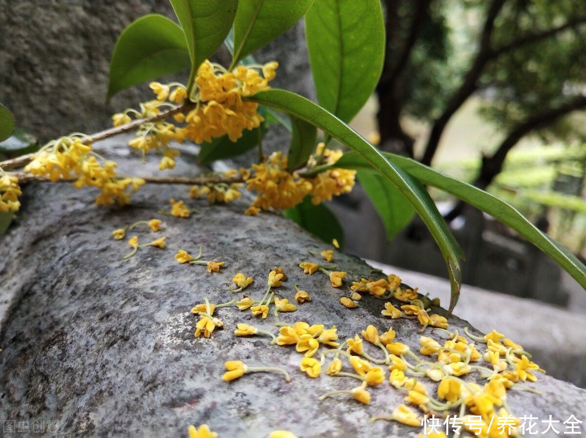 移栽|桂花一挪就死，究竟是为啥？