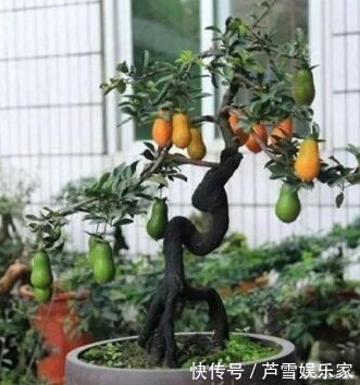 聪明人喜欢“2绿植”,养人还旺财,枝条变老后,就成“镇家宝”