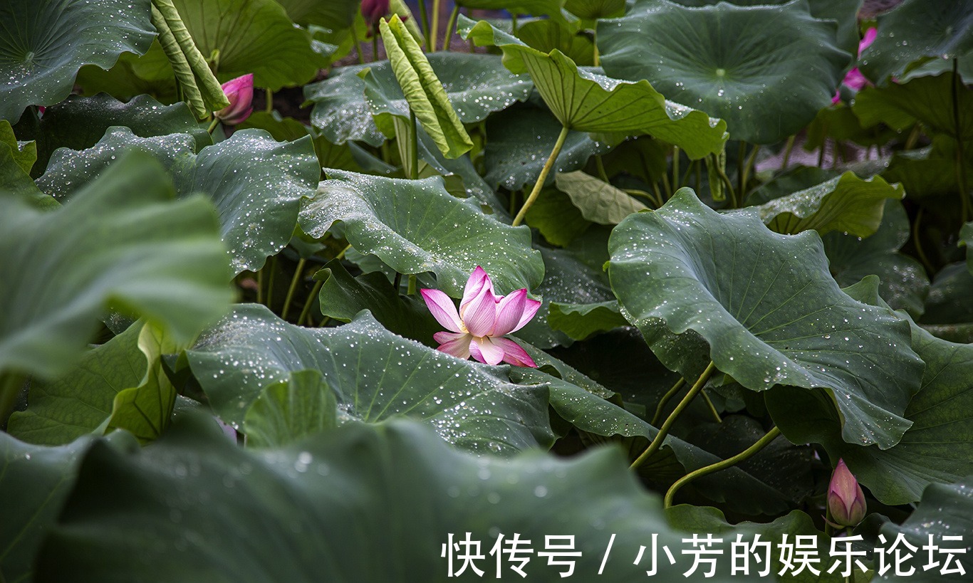 摄影|重庆忠县：羞答答的荷花静悄悄地开