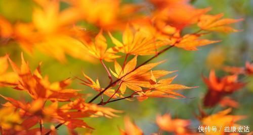 福分|阴历哪几天出生的孩子,是上等命,孝顺又有出息,早晚出人头地