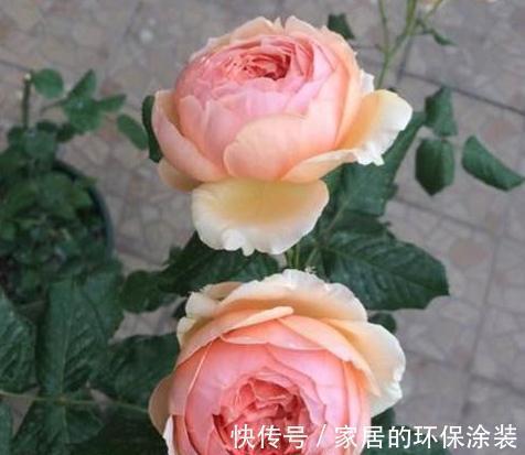 施肥|怎么做可以使月季花花开不断，悠悠花香