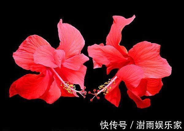 乒乓菊|喜欢菊花，就养盆“乒乓菊系列”深黄乒乓菊，金光灿灿，难得一见