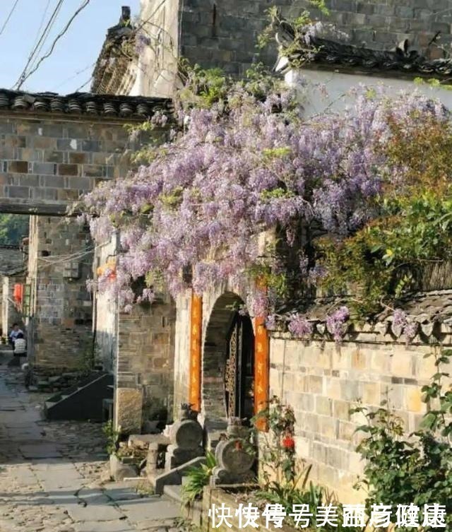 紫藤|4种花养成老桩,价格能翻好几倍,开花也更多!